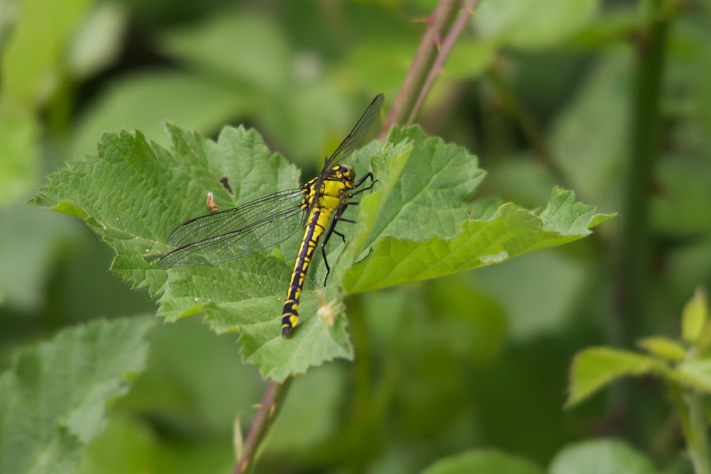 Gomphus vulgatissimus